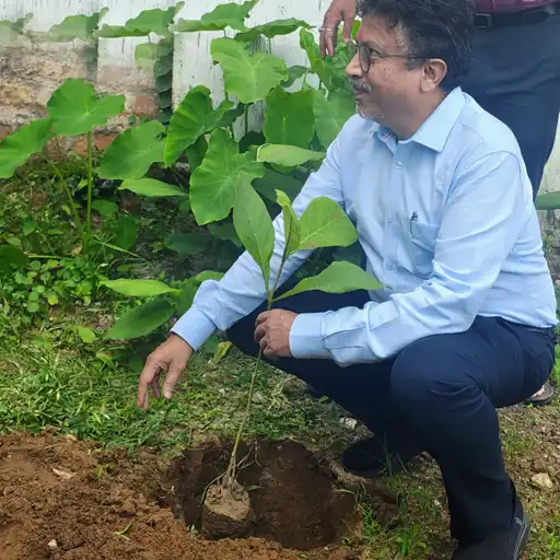 Plantation Activity
